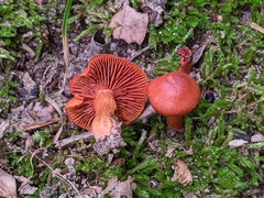 Cortinarius hesleri