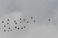 Charadrius morinellus