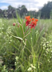 Asclepias lanceolata