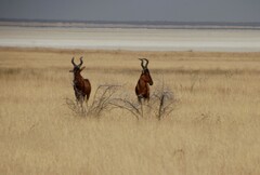 Alcelaphus buselaphus caama