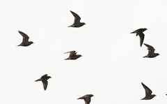 Charadrius morinellus