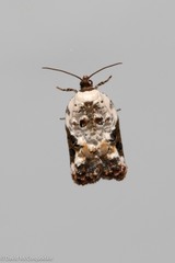 Acleris nivisellana