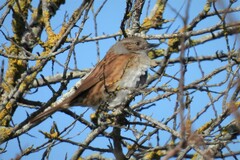 Prunella modularis modularis