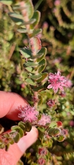 Diastella divaricata divaricata