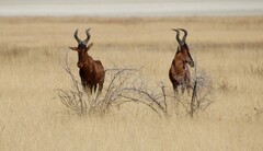 Alcelaphus buselaphus caama