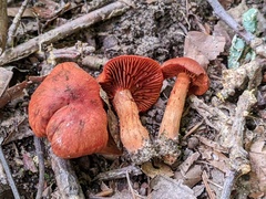 Cortinarius hesleri