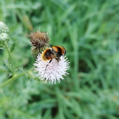 Eristalis intricaria