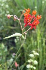 Asclepias lanceolata