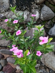 Catharanthus roseus