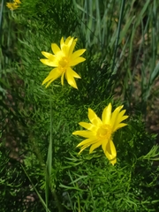 Adonis volgensis