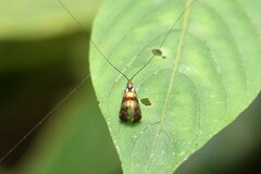Nemophora ahenea