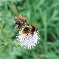 Eristalis intricaria