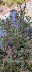 Diastella divaricata divaricata
