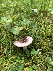 Russula fragilis