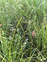 Asclepias lanceolata