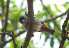 Conirostrum speciosum