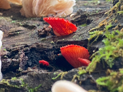 Crepidotus cinnabarinus