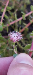 Diastella divaricata divaricata