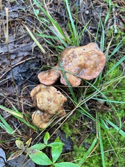 Suillus weaverae