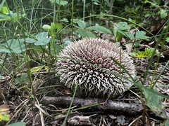 Lycoperdon echinatum