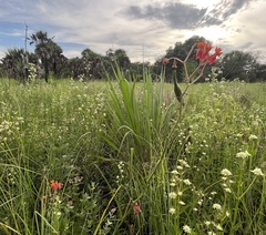 Asclepias lanceolata