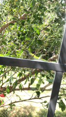Anolis carolinensis