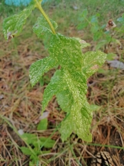Mentha suaveolens