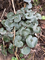 Asarum europaeum