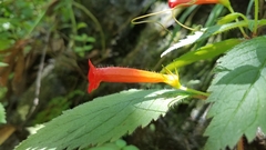 Achimenes heterophylla