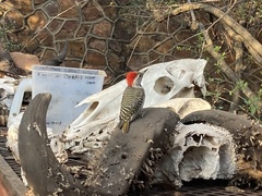 Chloropicus fuscescens