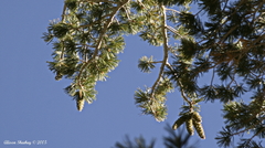 Pinus monticola