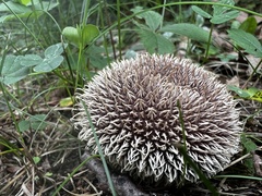 Lycoperdon echinatum