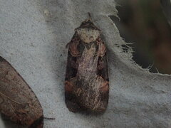 Pseudohermonassa bicarnea