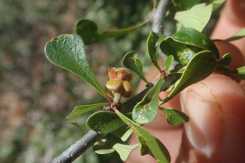 Diospyros latispathulata