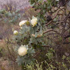 Protea nitida