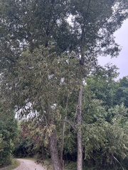 Salix nigra