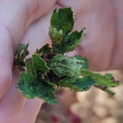 Dasineura crataegi