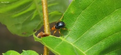 Tomapoderus ruficollis