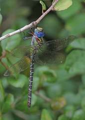 Coryphaeschna ingens