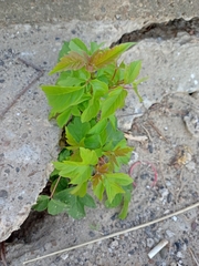Acer negundo