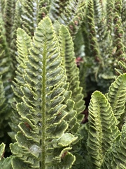 Polystichum lemmonii
