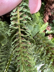 Polystichum lemmonii