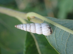 Cochlicella acuta