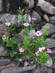 Catharanthus roseus