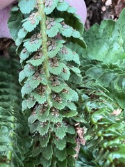 Polystichum lemmonii