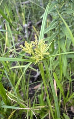 Cyperus