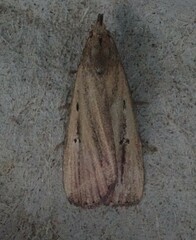 Macrochilo orciferalis