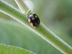 Adalia decempunctata