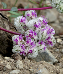 Calyptridium monospermum