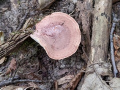 Lactarius quietus